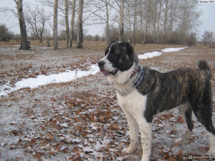 Волкодав Среднеазиатская овчарка алабай