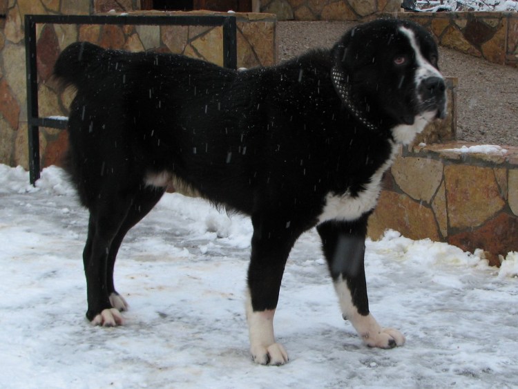 Порода кавказский алабай