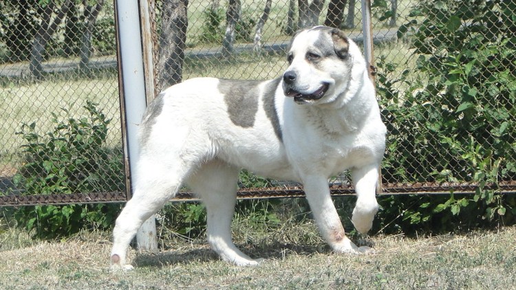 Среднеазиатский алабай