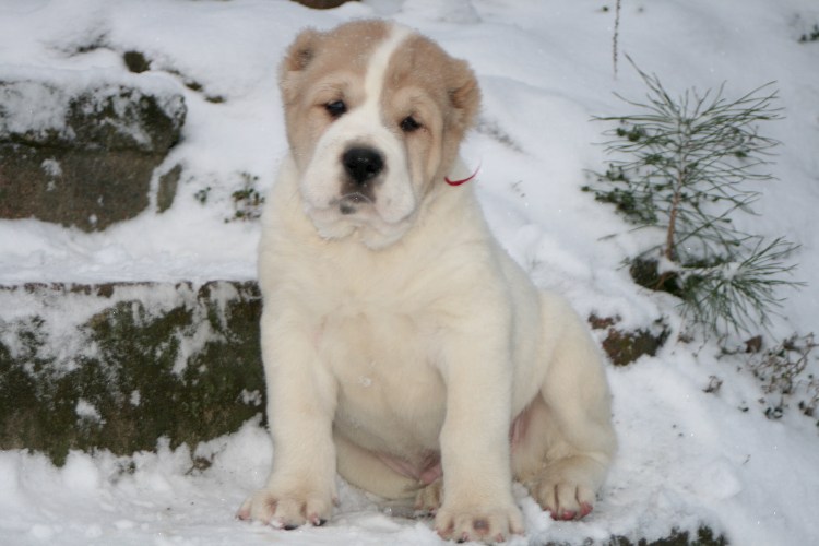 САО овчарка алабай