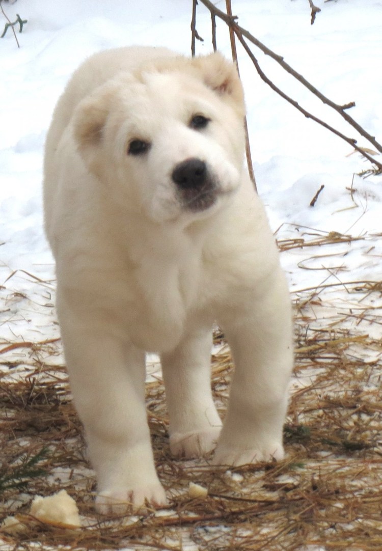 Тобет казахский волкодав