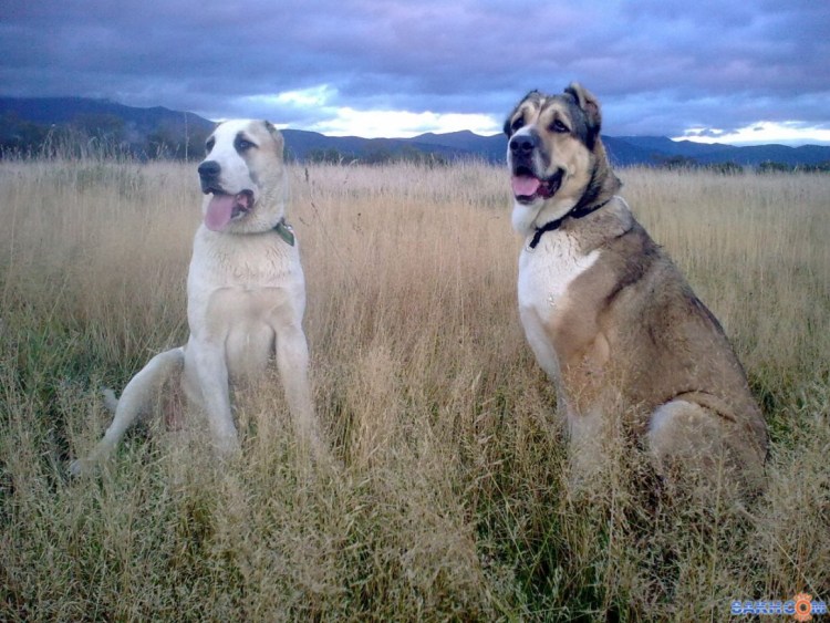 Среднеазиатский алабай