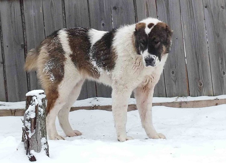 Алабай собака