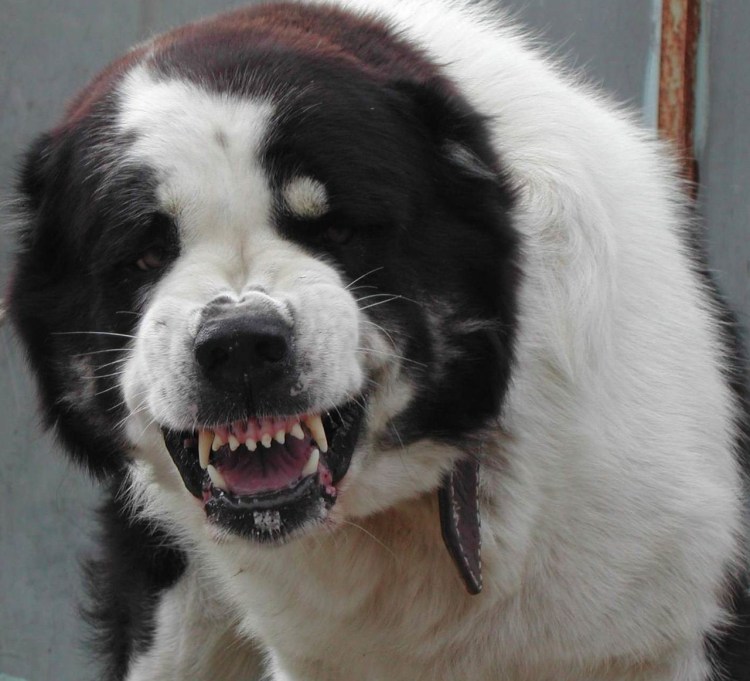 Собака Среднеазиатская овчарка алабай