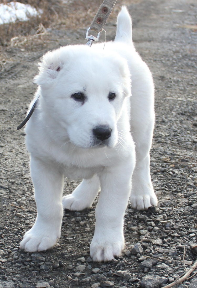 Алабай Среднеазиатская Кавказская