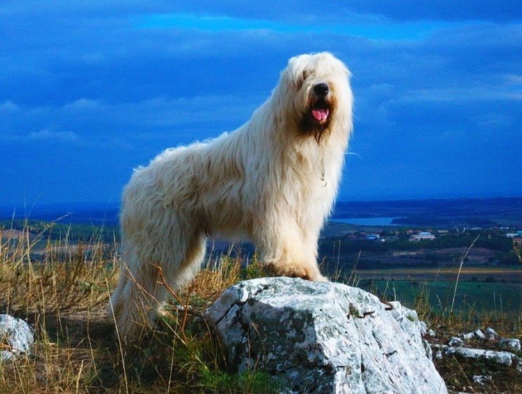 Собака в шапке ушанке