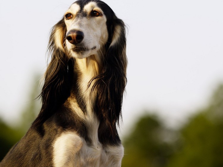 Кавказская овчарка