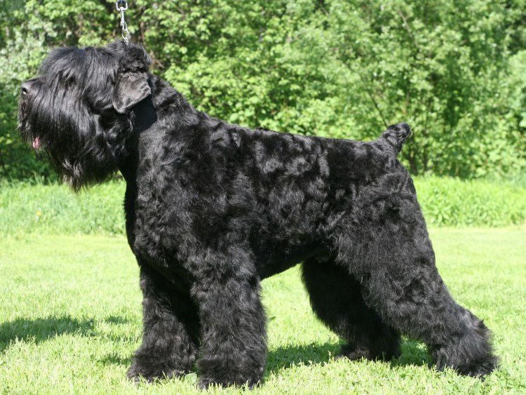 Собака гончая Гамильтона