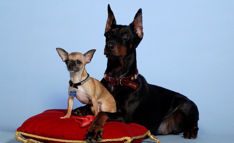 Манчестерский пинчер