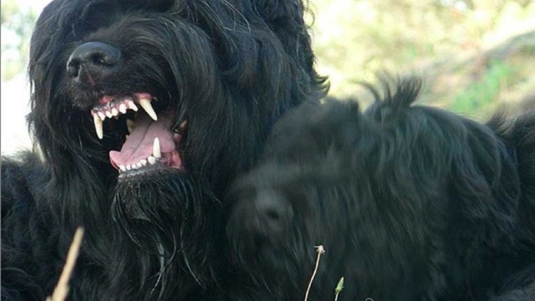 Дункер порода собак