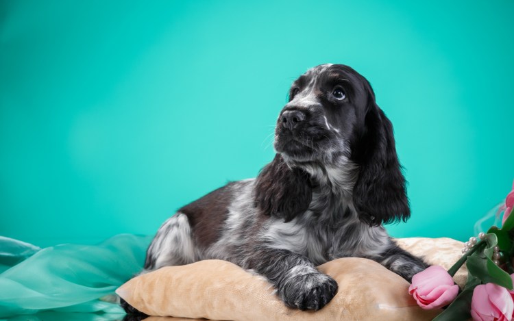 Гончая Беговая