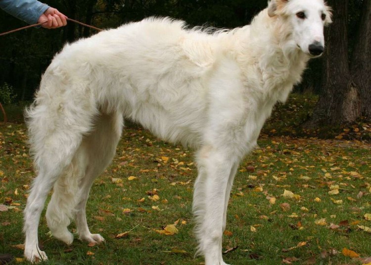 Порода русская псовая борзая