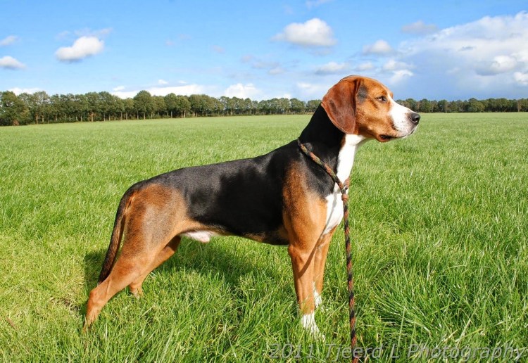 Кавказская овчарка 120 кг