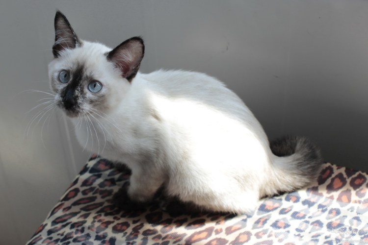 Мексиканские породы котов