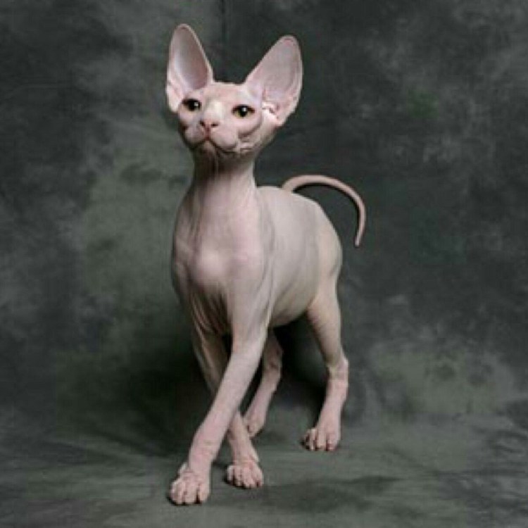 Ориентальная кошка