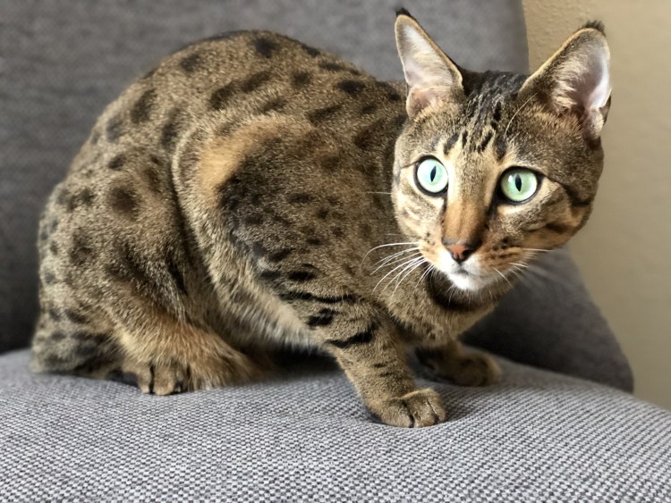 Кошка без шерсти порода Донской сфинкс