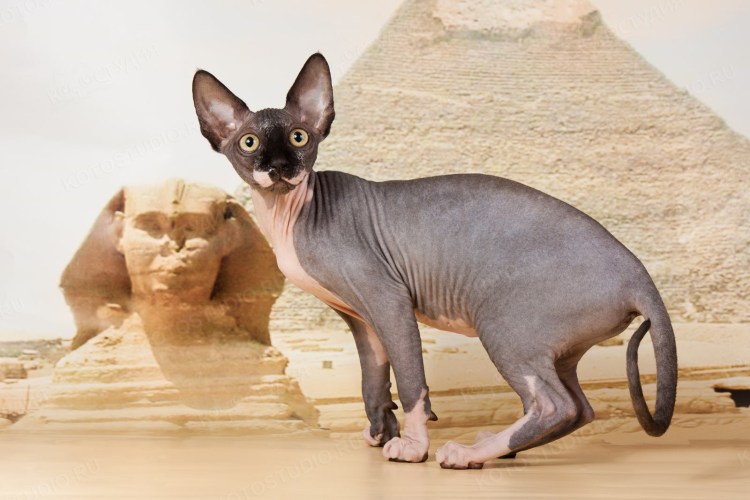 Канадский сфинкс мини