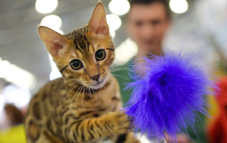 Канадский сфинкс кошка