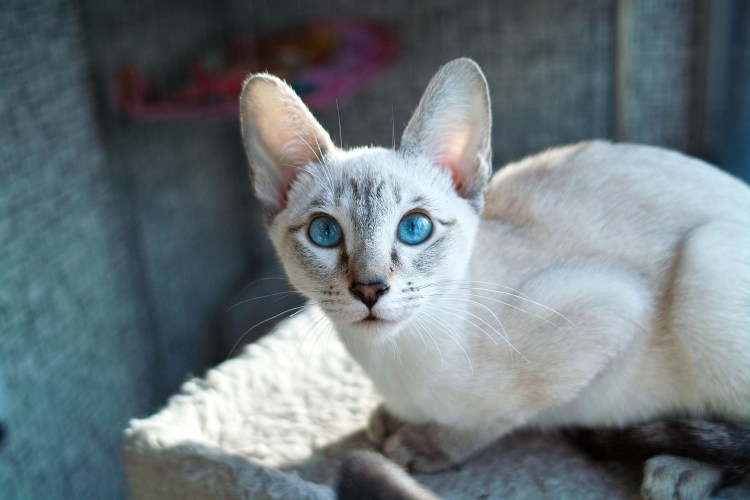 Сибирская кошка табби