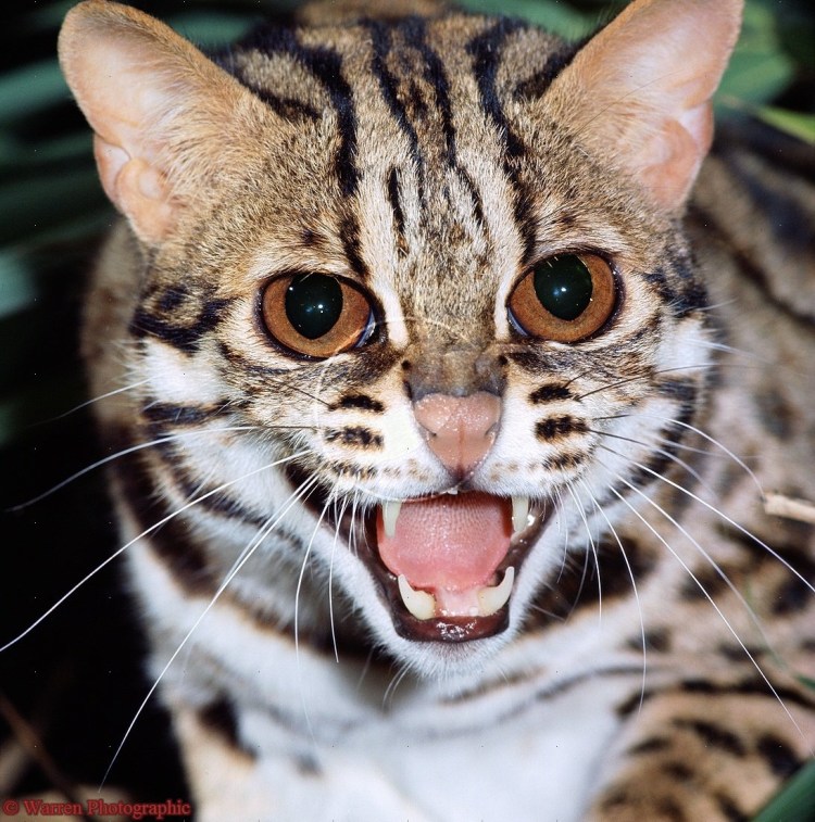 Миндалевидные глаза у кошек