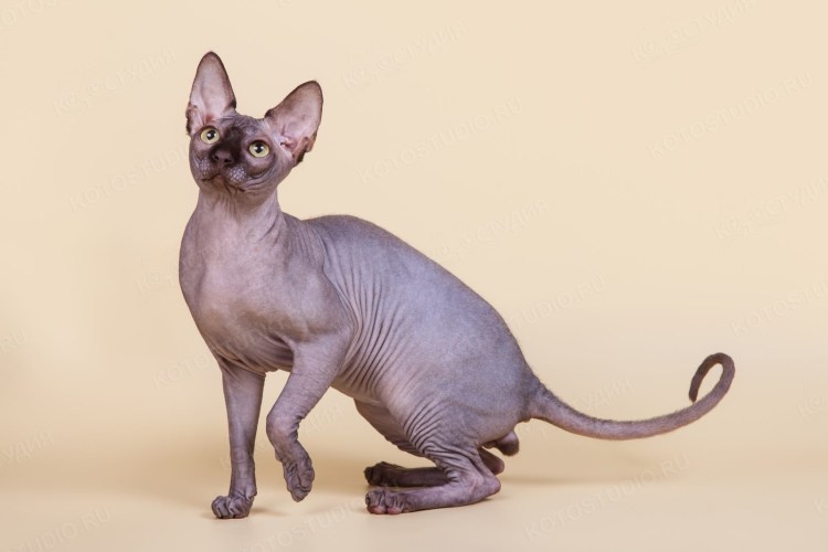 Донской сфинкс