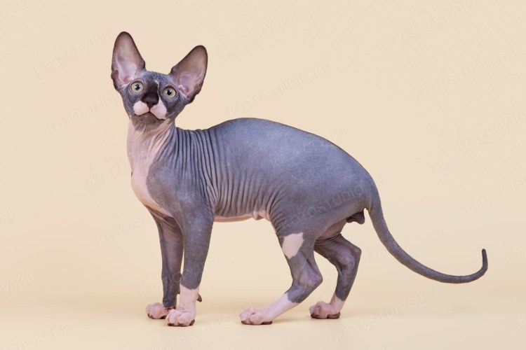 Ориентал Гавана Браун