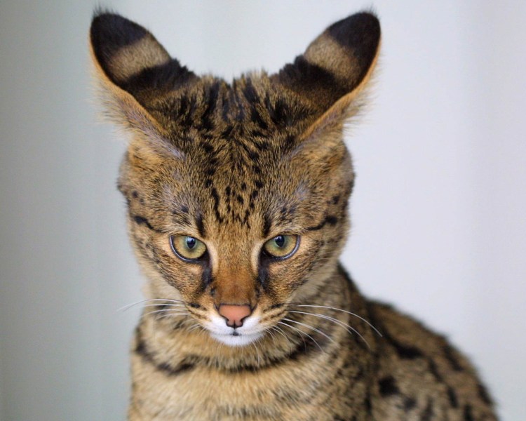 Сфинкс порода кошек