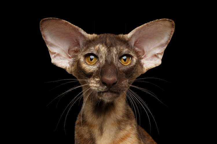 Бенгальская кошка котенок