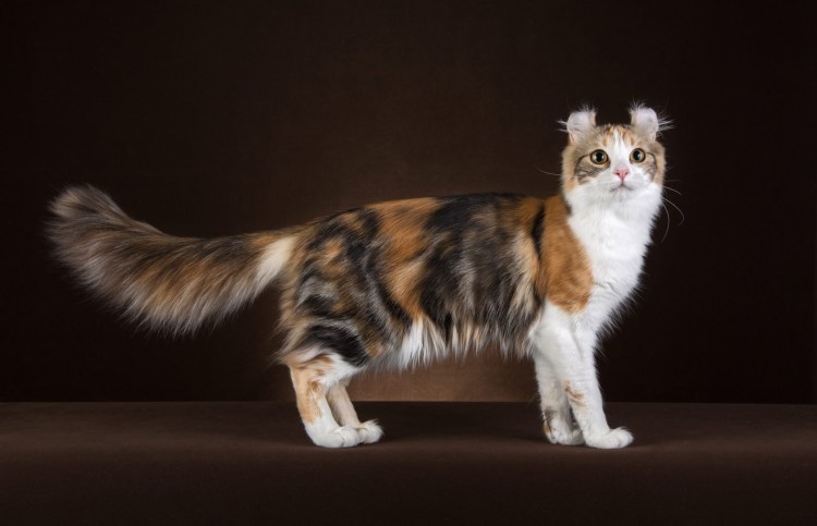 Египетская Ориентальная кошка