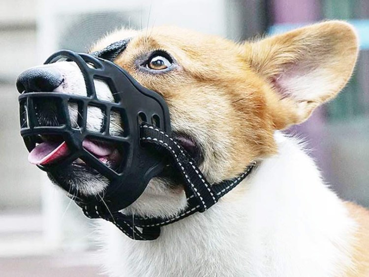 Намордник для кошек