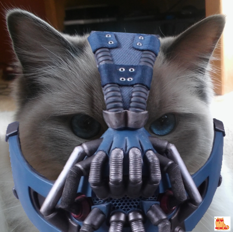 Кошачий намордник