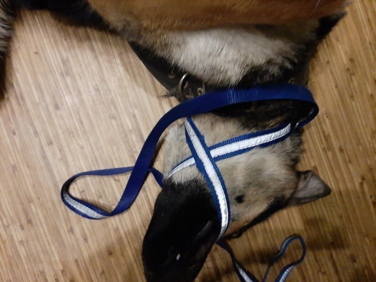 Амстафф в наморднике