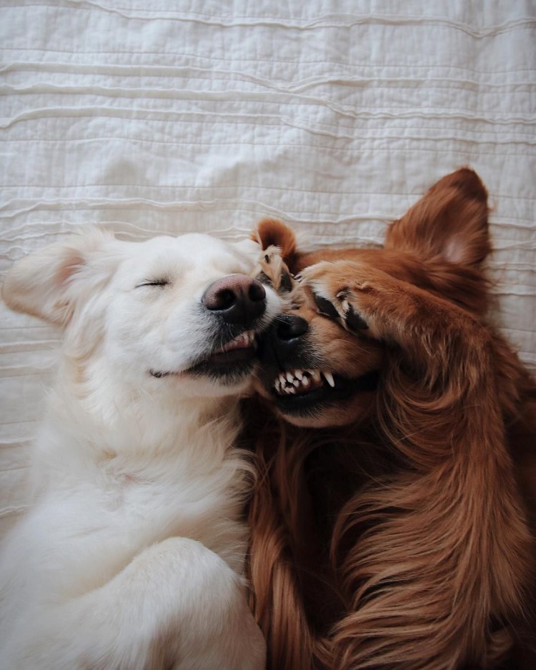 Собаки любовь