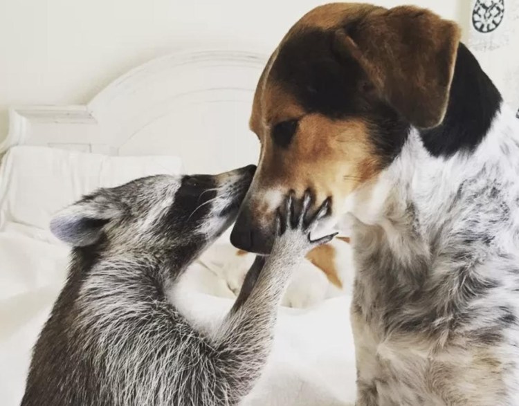 Влюбленные щенки