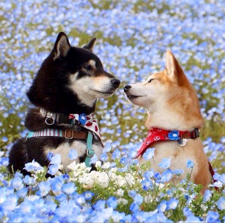 Романтические собаки