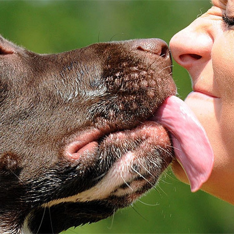 Поцелуй собаки и человека