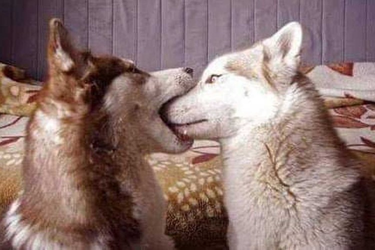 Поцелуй с собакой