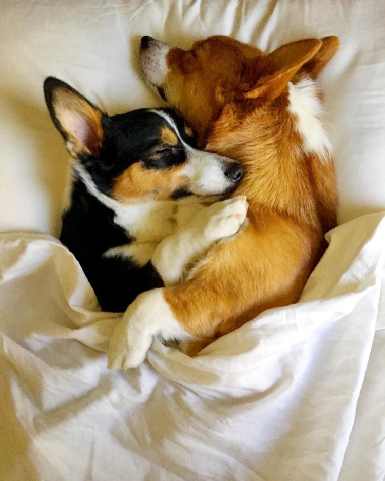 Вельш корги парочка