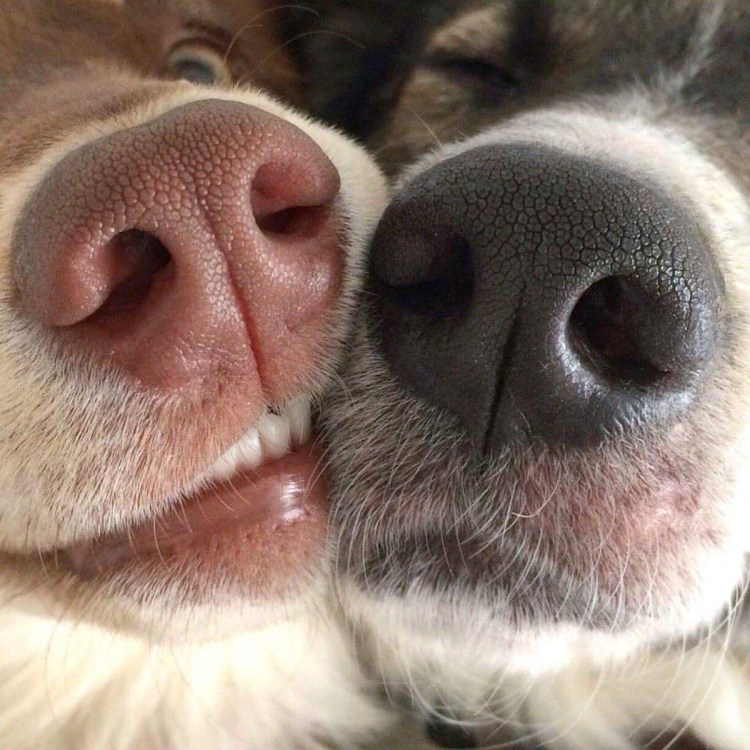 Собачий нос