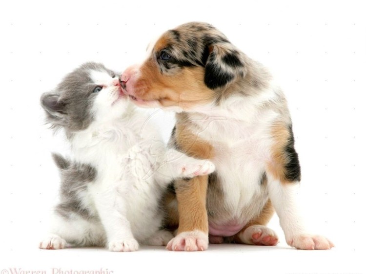 Джессика Альба с собакой