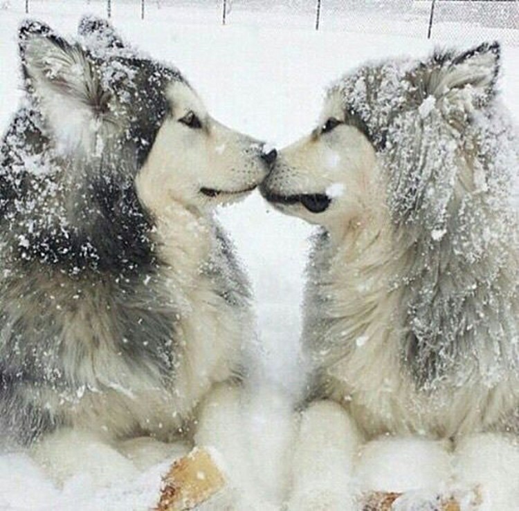 Ребенок целует собаку