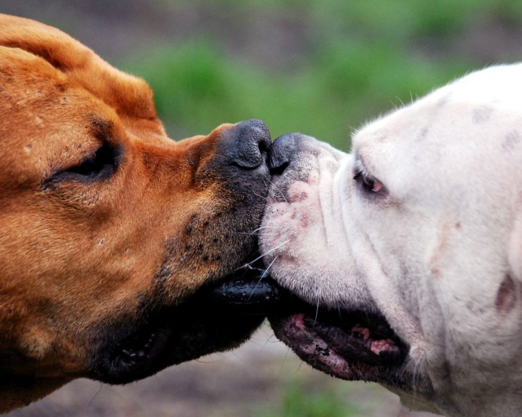 Собака целует