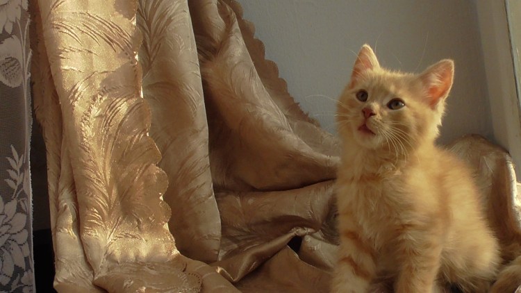 Рыжий короткошерстный британец котята