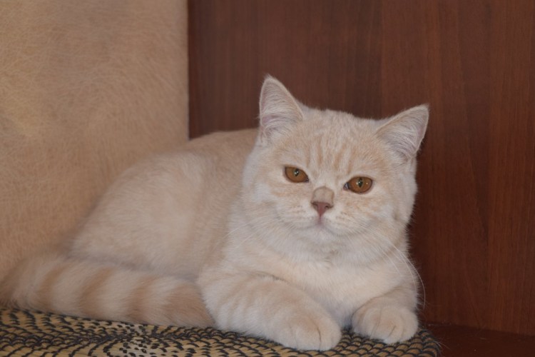 Тайский кот персиковый