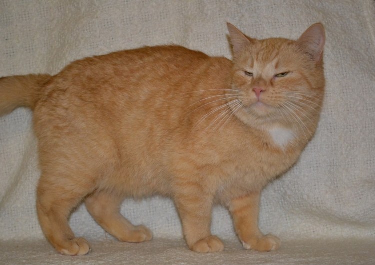 Котята персикового окраса