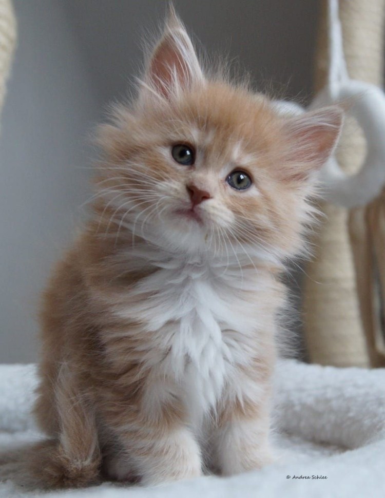 Котята персикового окраса