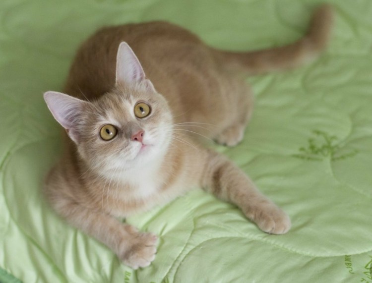 Скоттиш страйт Хосико