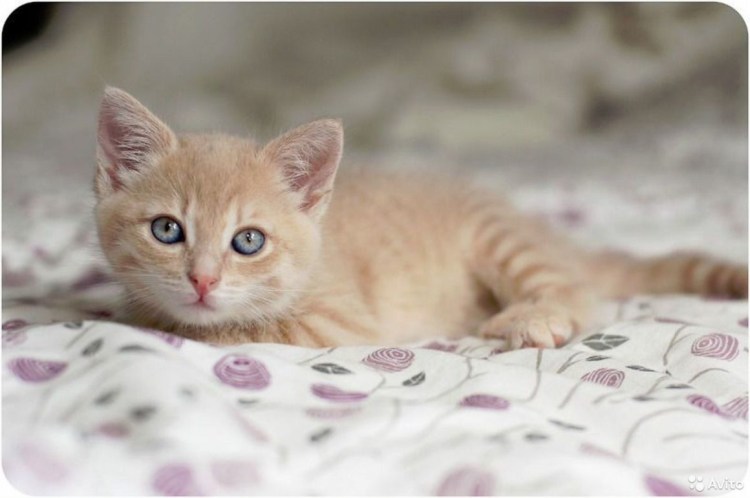 Скоттиш страйт персиковый