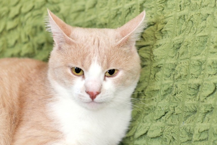 Короткошерстный британец ny25