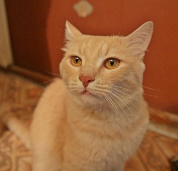 Сибирская кошка рыжая гладкошерстная